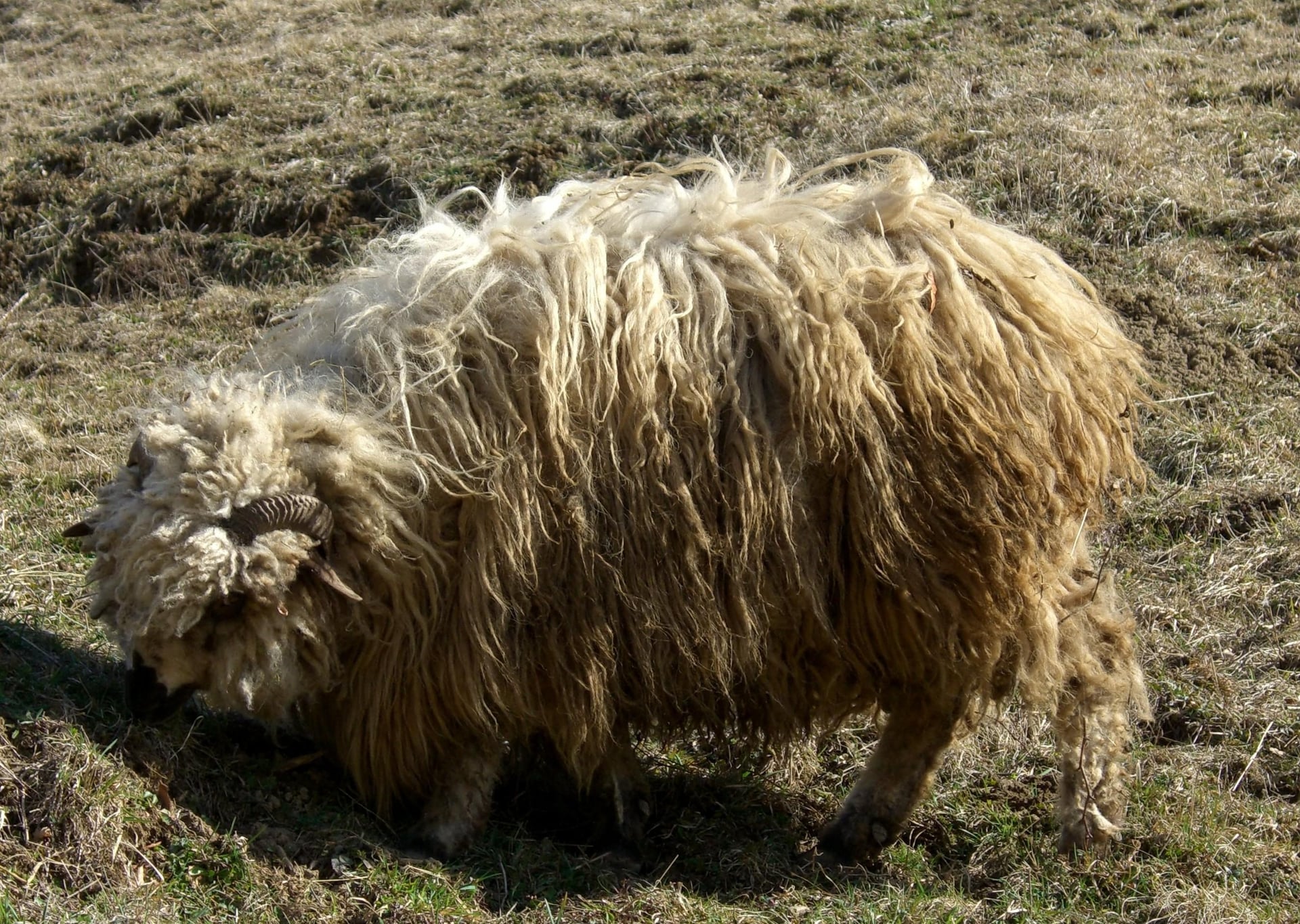 Von der Gnade des Herrn, der mein Hirte ist